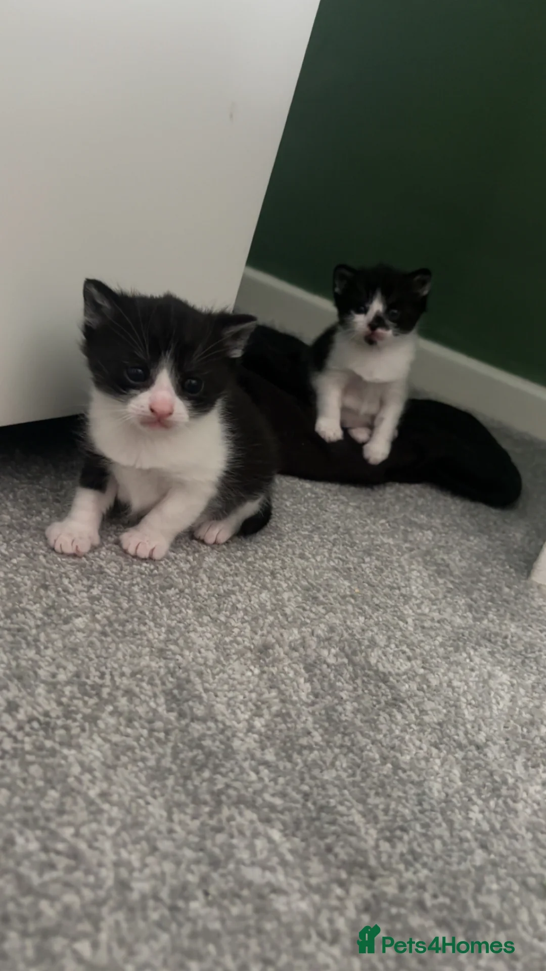 Mixed Breed cats for sale: Beautiful kittens looking for their forever home. in Cleckheaton - Advert 2