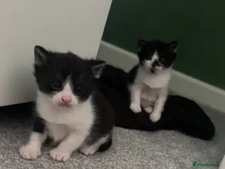 Mixed Breed cats Ready now! kittens looking for their forever home. - Advert 1