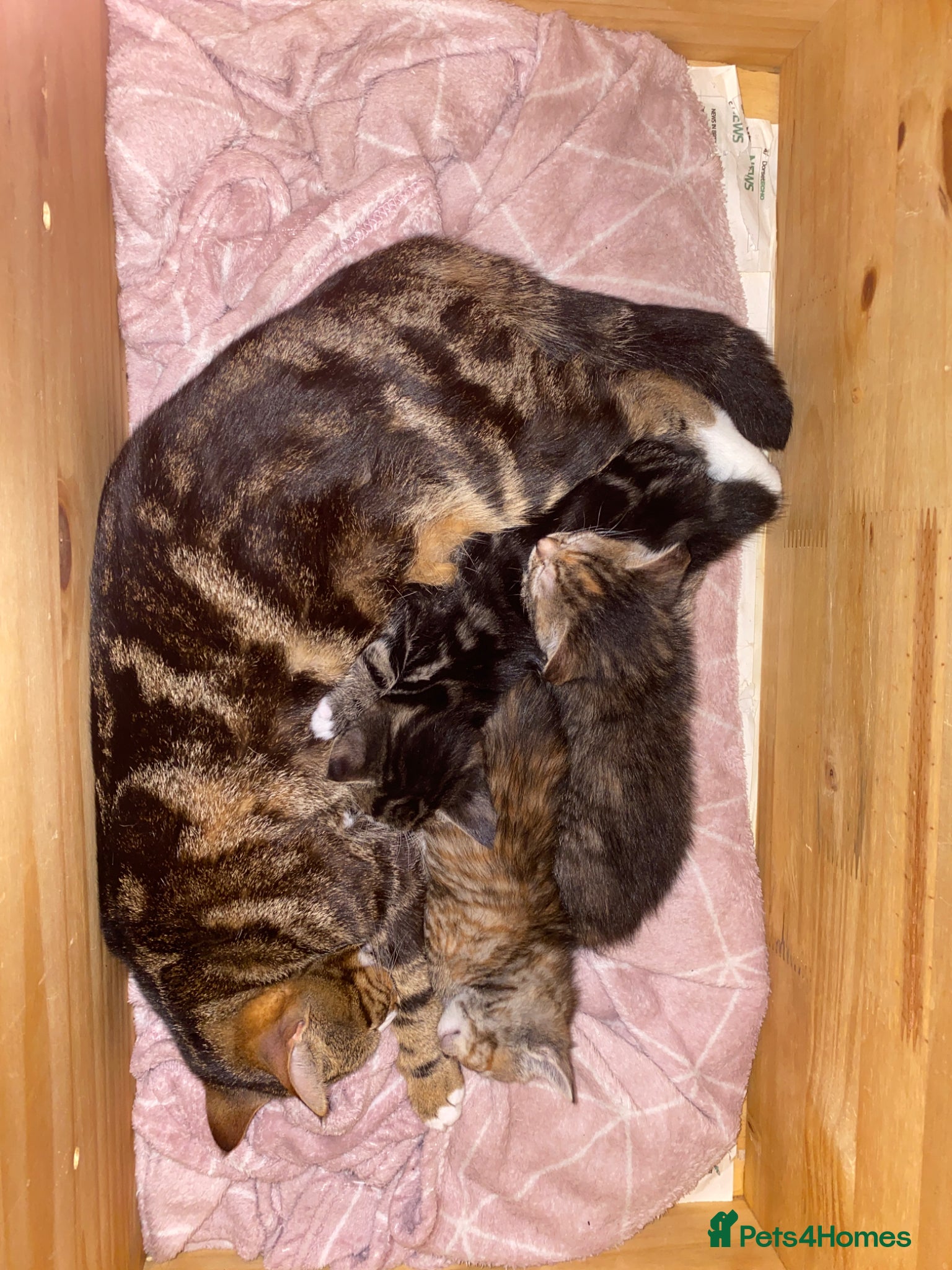 Mixed Breed cats for sale: Beautiful tabby kittens for sale  in Dorchester - Advert 1