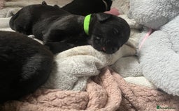 Mixed Breed dogs for sale: YOUR NEW BEST FRIEND IS WAITING!  - Image 30