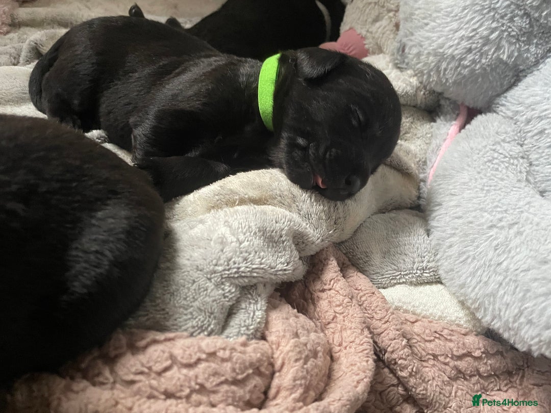 Mixed Breed dogs for sale: YOUR NEW BEST FRIEND IS WAITING!  - Image 30