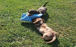 Miniature Dachshund dogs for sale: affectionate dapples sausages minis - Image 2