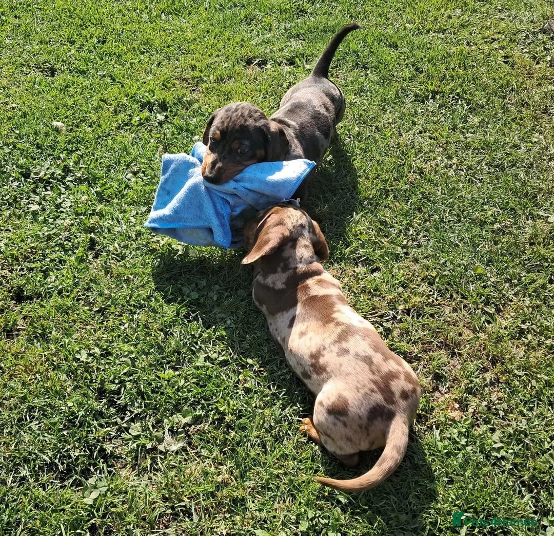 Miniature Dachshund dogs for sale: affectionate dapples sausages minis - Image 2
