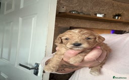 Mixed Breed dogs for sale: Cavapoochon Puppies 🌟🌟 1 Girl remaining 🌟🌟 - Image 24