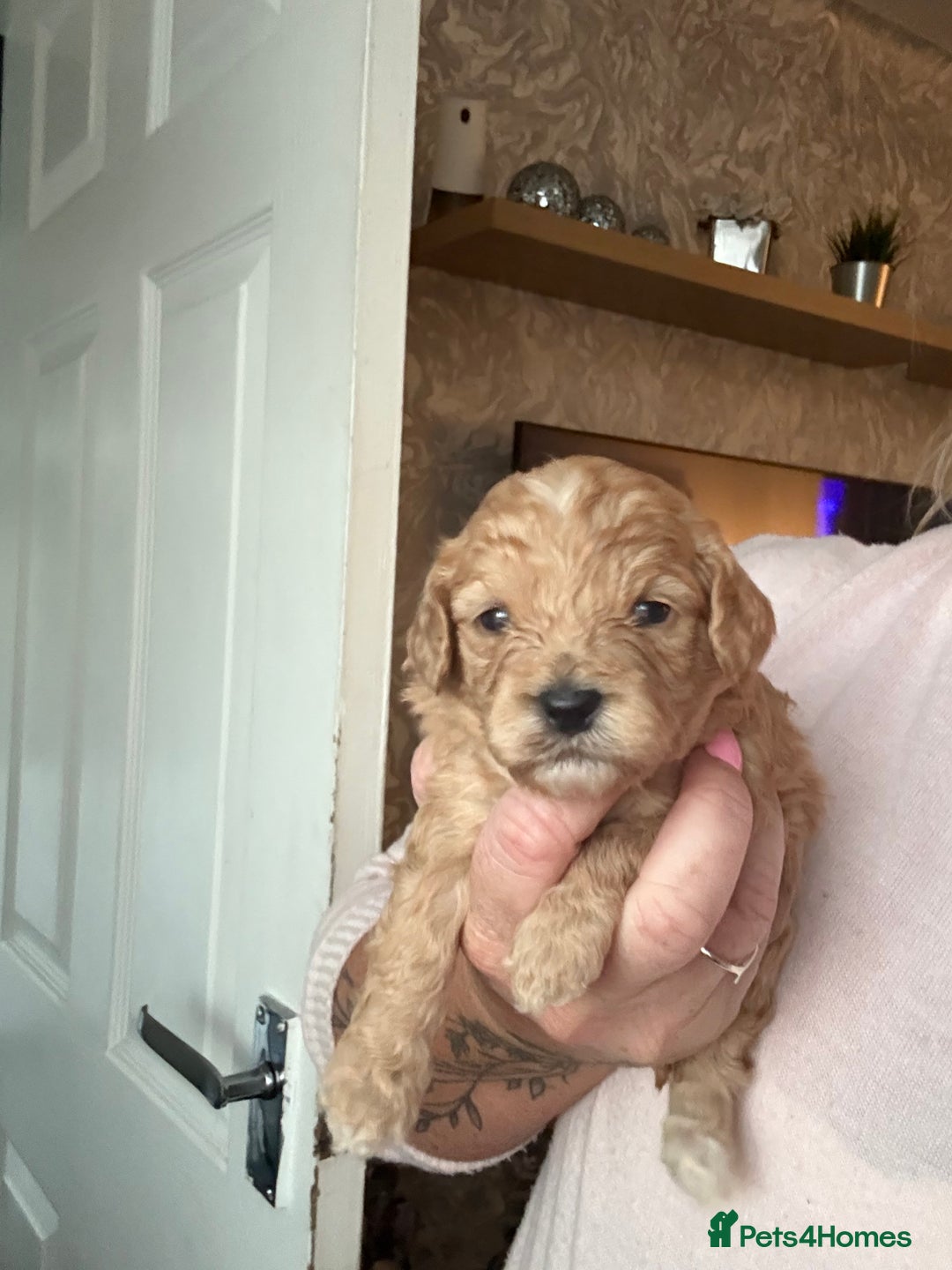 Mixed Breed dogs for sale: Cavapoochon Puppies 🌟🌟 1 Girl remaining 🌟🌟 - Image 24