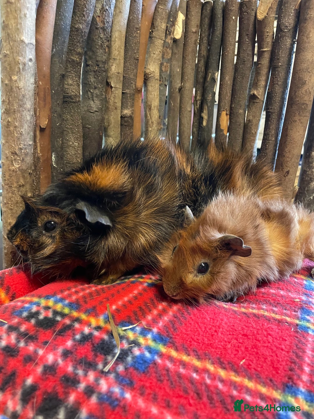 Guinea Pig rodents for sale: Beautiful pairs of male Abyssinian guinea pigs - Image 4