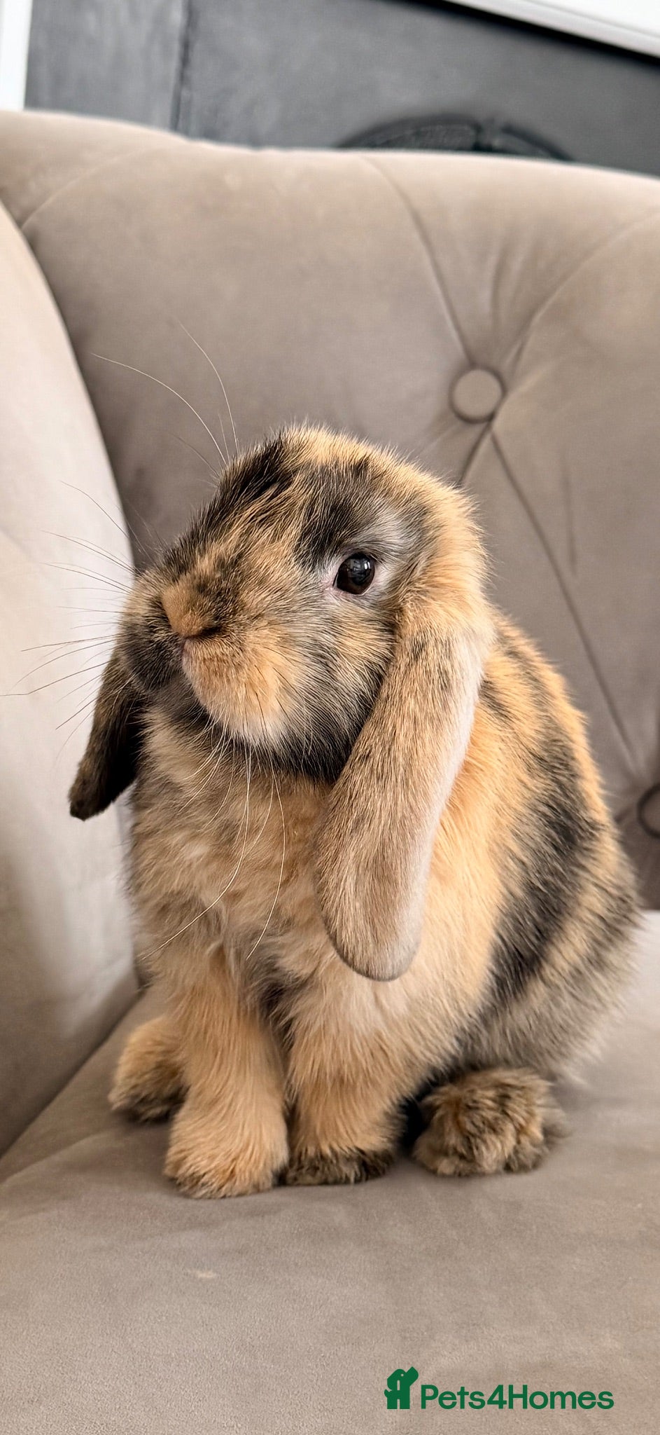 Mini Lop rabbits Beautiful Harlequin Minilop - Advert 16