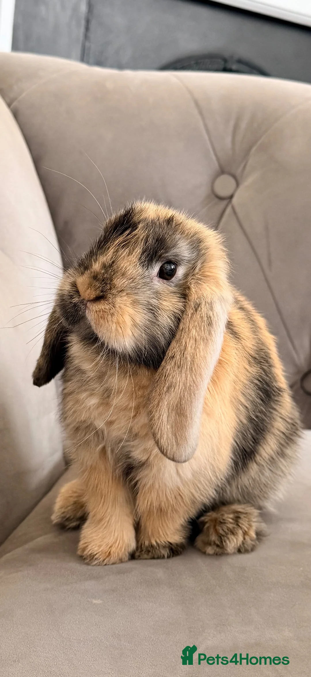 Mini Lop rabbits for sale: Beautiful Harlequin Minilop in Brighton - Advert 1