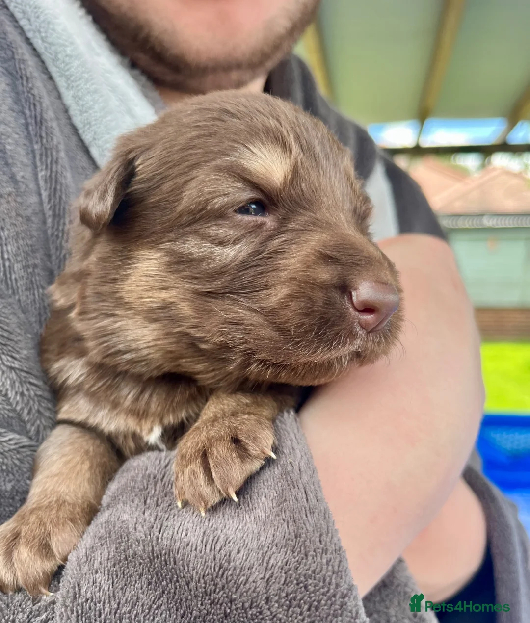 German Shepherd dogs for sale: KC Registered Longcoat German Shepherd pups  - Advert 2