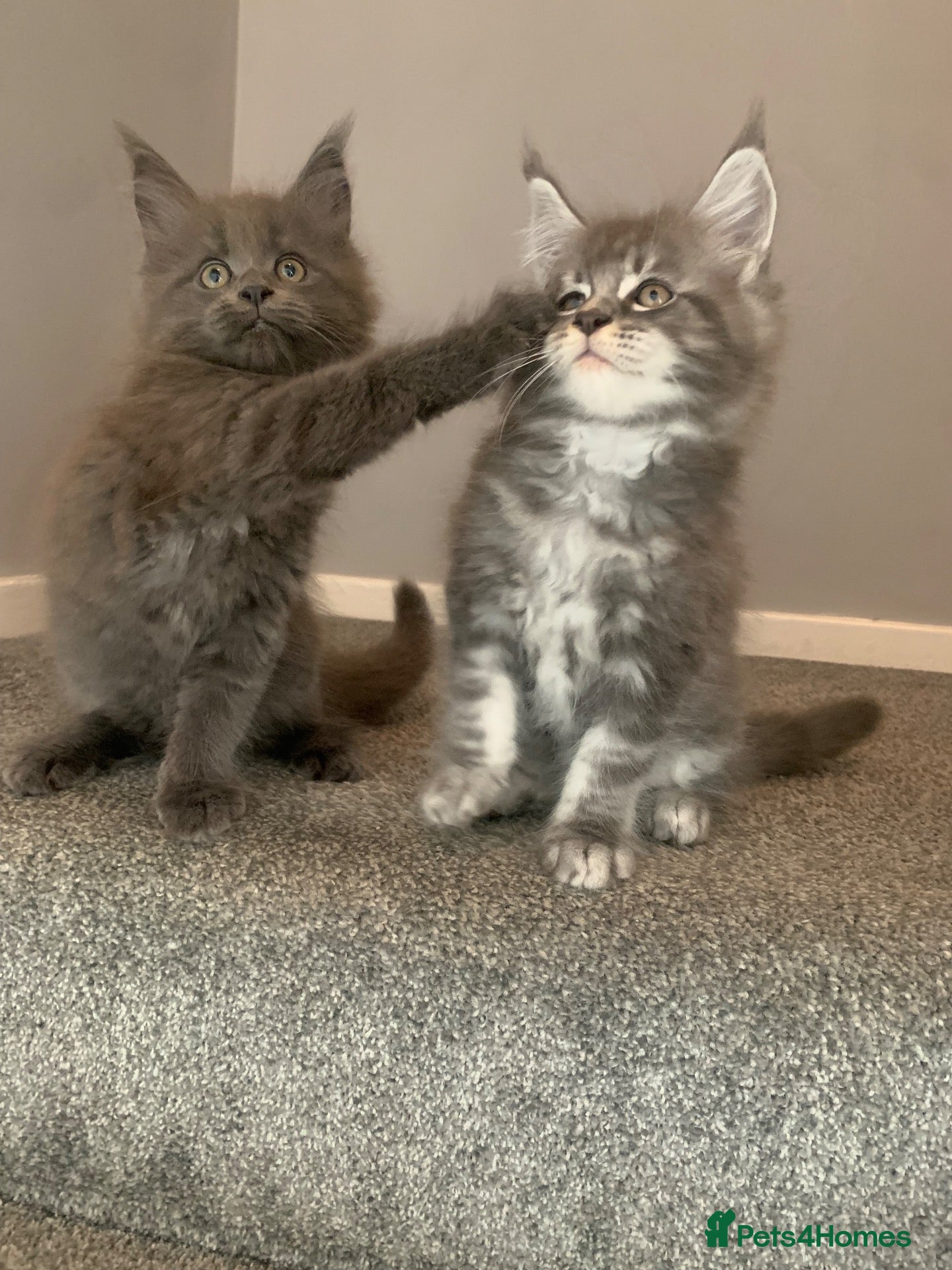 Maine Coon cats AMAZING TICA REGISTERED KITTENS - Advert 1