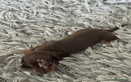 Miniature Dachshund dogs for sale: Miniature Dachshund puppies - Image 6