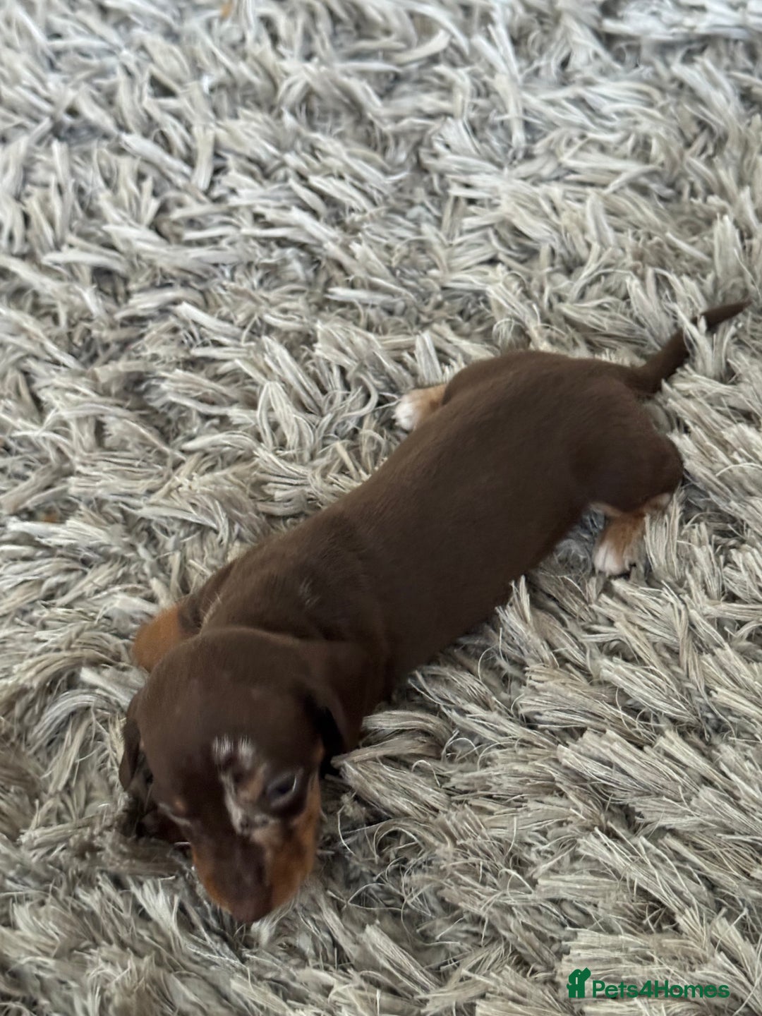 Miniature Dachshund dogs for sale: Miniature Dachshund puppies - Image 6