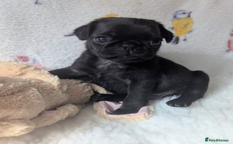 Pug dogs - Advert 1