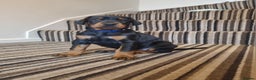 Dobermann dogs for sale: Exceptional Doberman - Advert 21