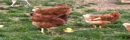 Chickens poultry for sale: Brown hens  - Advert 8