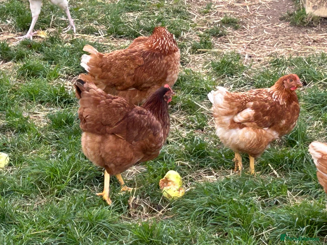 Chickens poultry for sale: Brown hens  - Advert 8