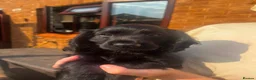 Cocker Spaniel dogs for sale: Cocker Spaniel Puppies  in Evesham - Advert 9