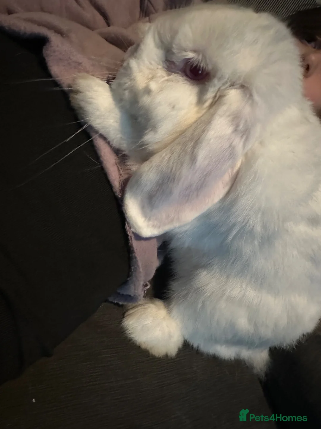 Mini Lop rabbits for sale: Mini lop rabbit  - Advert 4