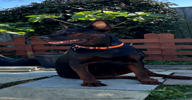 Mixed Breed dogs - Advert 6