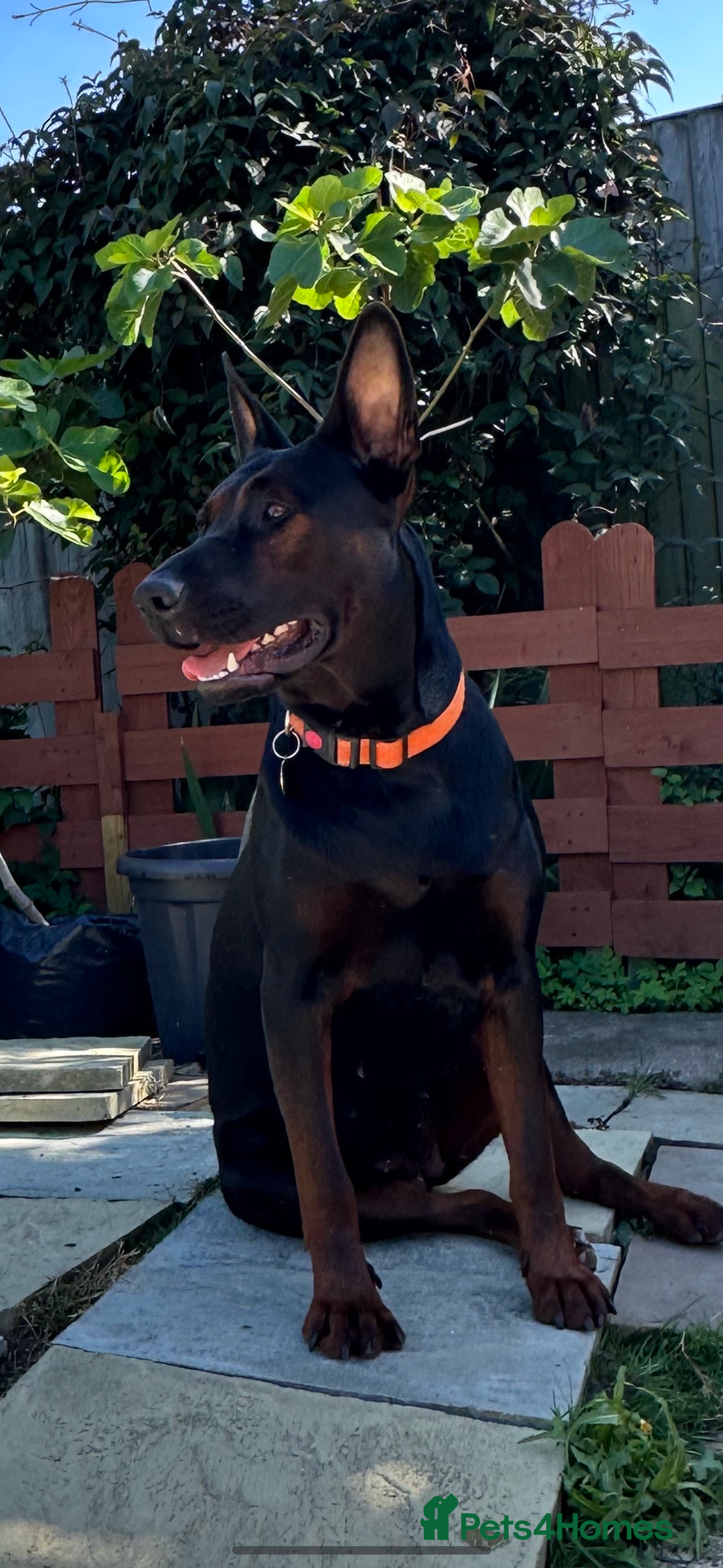 Mixed Breed dogs for sale: Pure breed Chinese red dog puppies/Laizhou Hong - Image 3