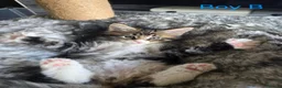 Maine Coon cats for sale: BEAUTIFUL MAIN COON KITTENS in Bolton - Advert 12