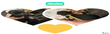 Duke yellow