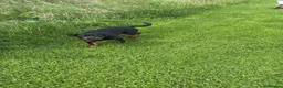 Rottweiler dogs for sale: 6 month old male rottweiler in Gloucester - Advert 4