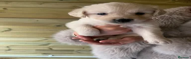 Golden Retriever 3
