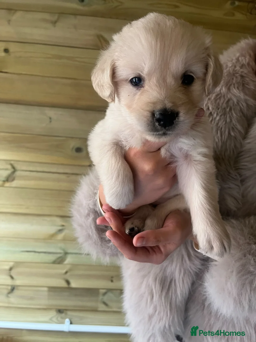 Golden Retriever dogs for sale: Stunning golden retriever puppies - Advert 9
