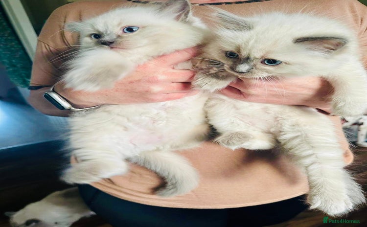 Ragdoll cats - Advert 1