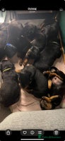 Rottweiler dogs - Advert 15