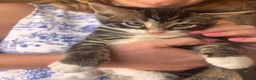 Mixed Breed cats for sale: 2 boys and a girl for sale  - Advert 3