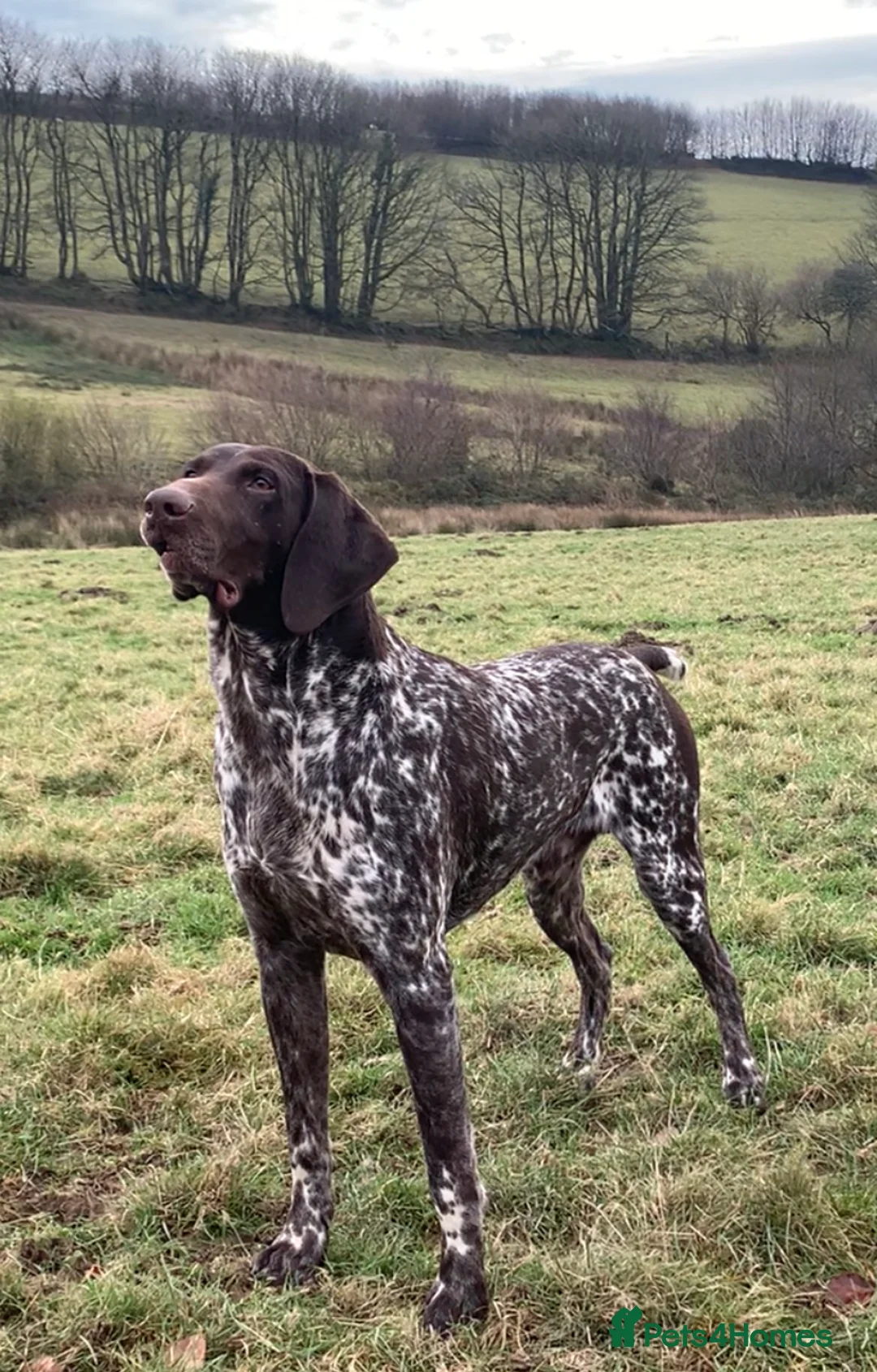 German Shorthaired Pointer dogs for sale: KC German Shorthaired Pointer Puppies - Advert 31