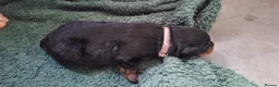 Rottweiler dogs for sale: Rottweiler puppies - Advert 8