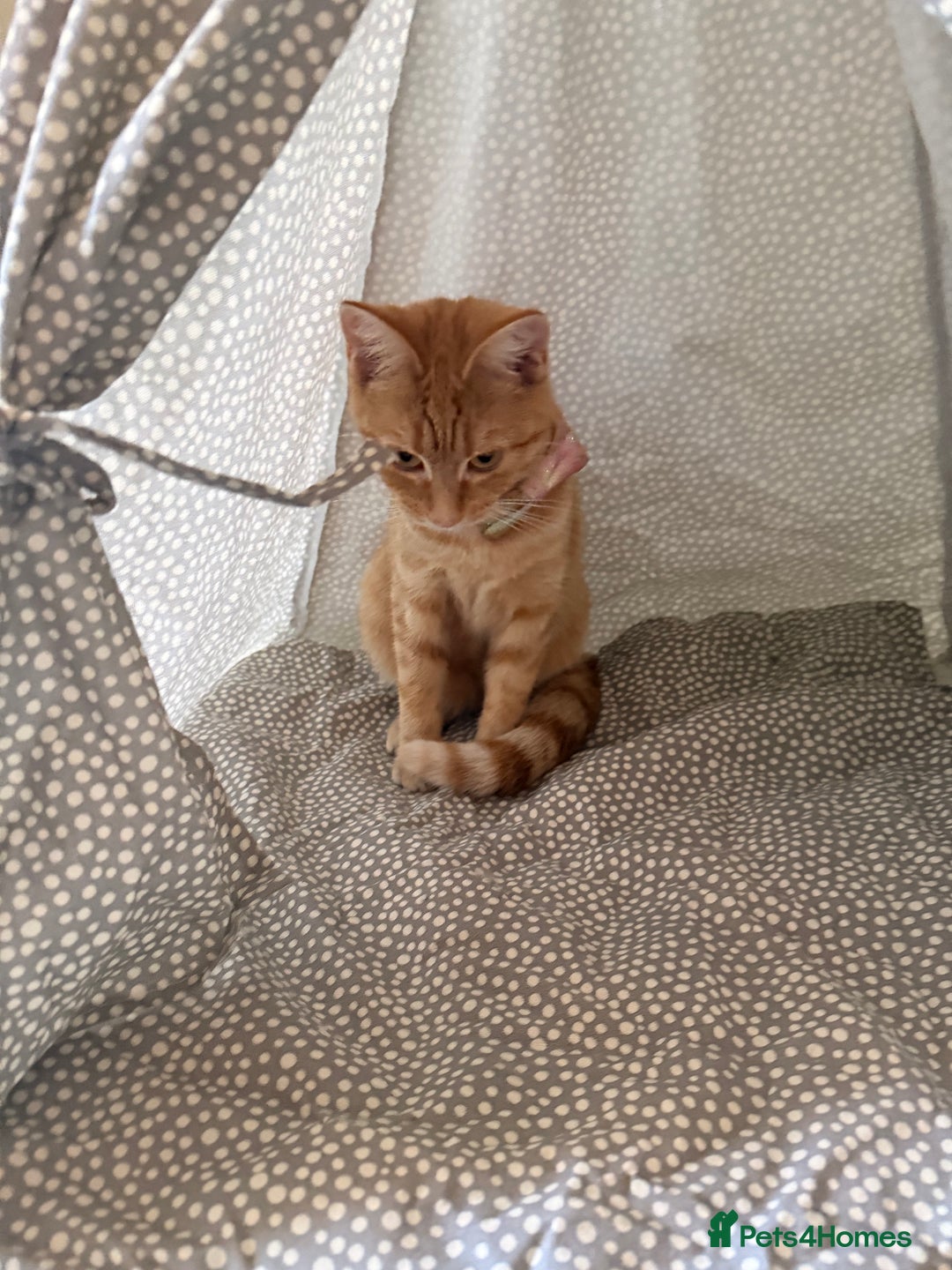 Domestic Shorthair cats for sale: Ginger female cat  - Advert 3