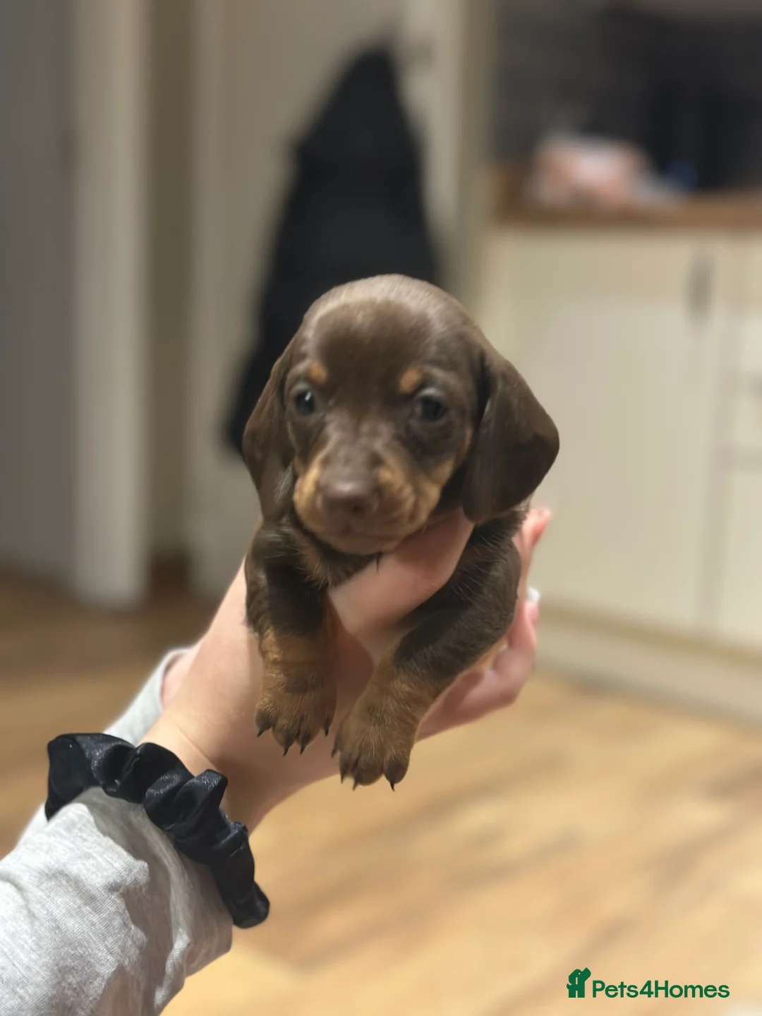 Dachshund dogs for sale: Genuine tiny Kaninchen Dachshund Puppies  - Advert 7