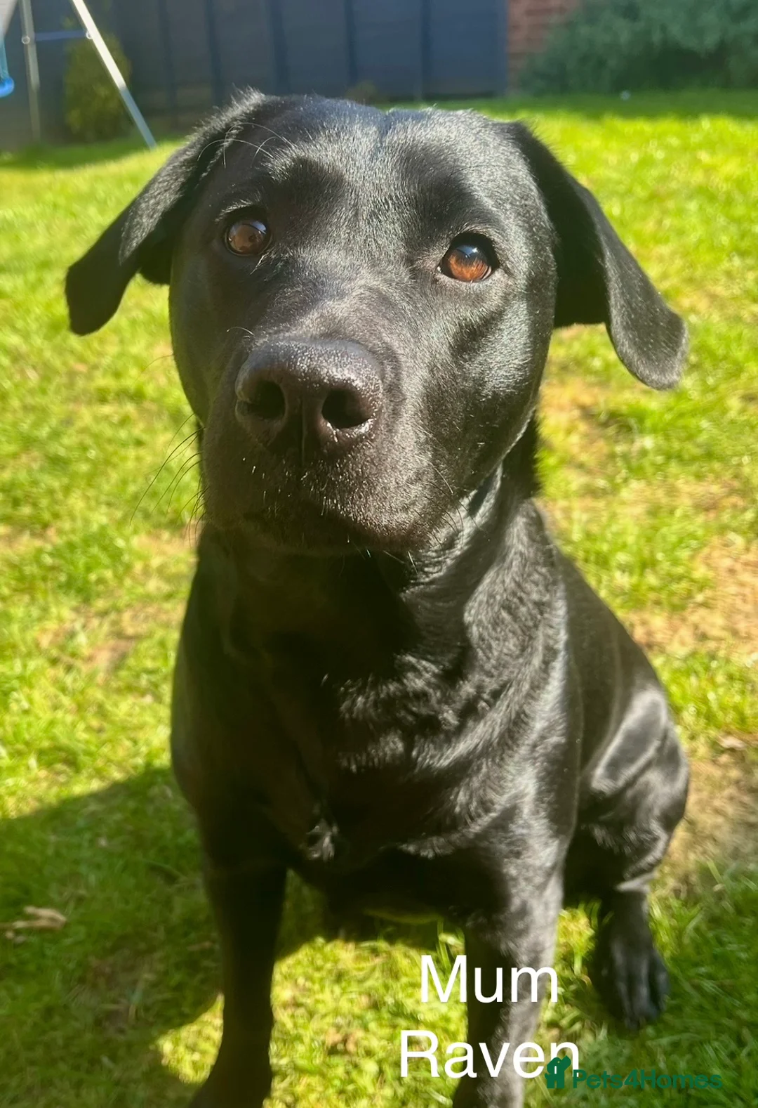 Labrador Retriever dogs for sale: WAIT LIST for KC reg Health tested litter  - Advert 1