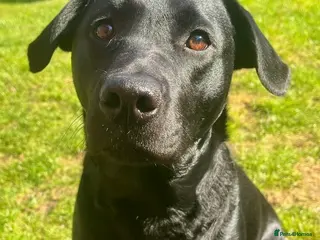 Labrador Retriever dogs WAIT LIST for hopeful KC reg litter - Advert 8