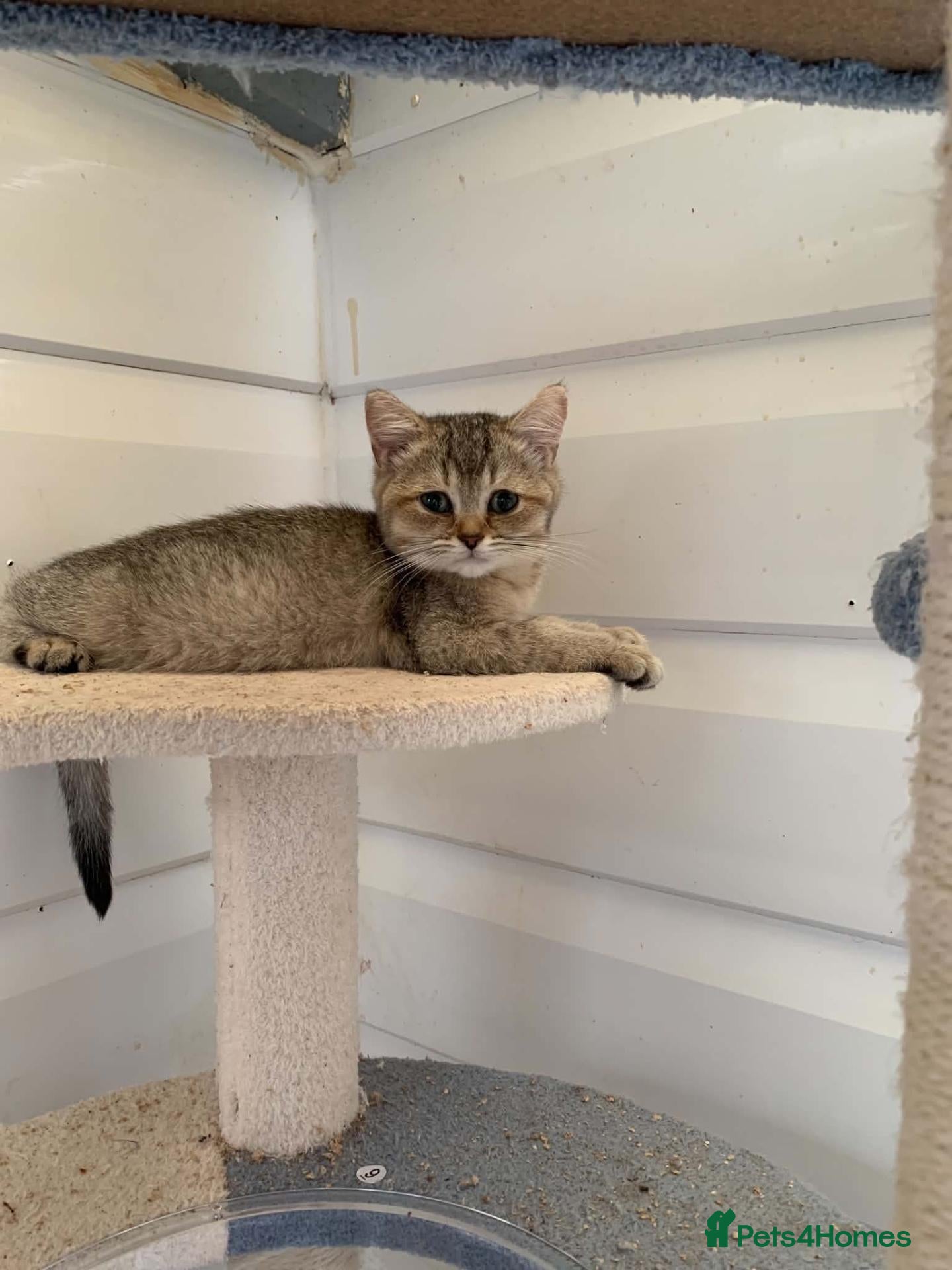British Shorthair cats BSH Kittens 11 weeks old Shaded colours  - Advert 2
