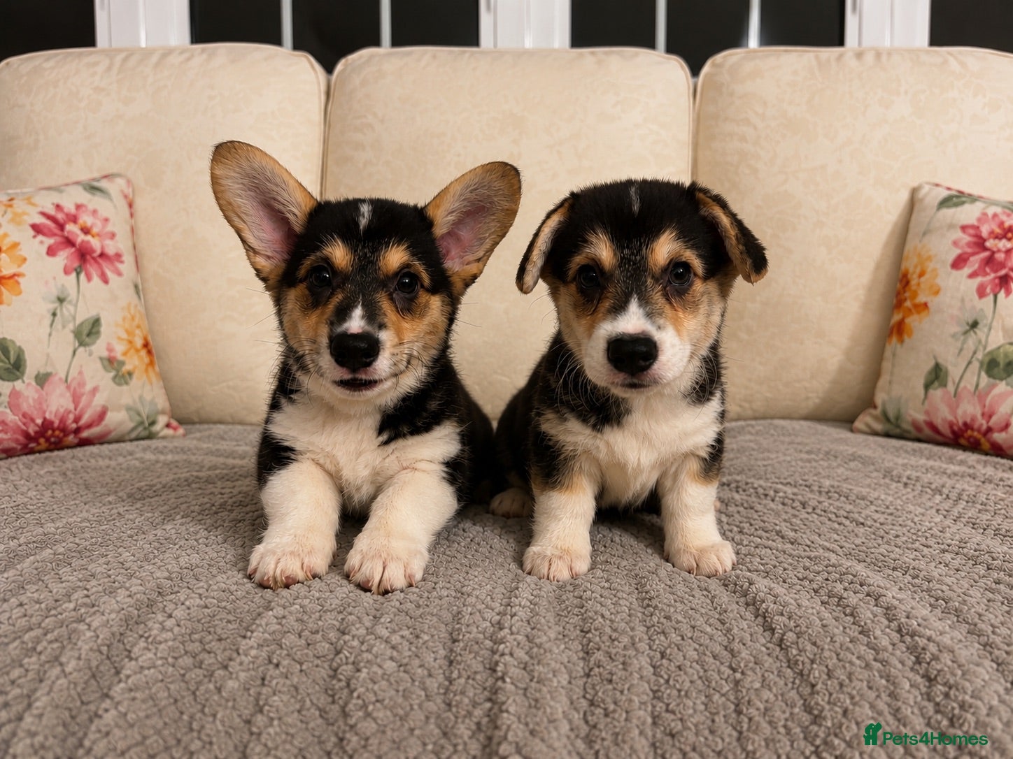 Welsh Corgi Pembroke dogs KC Registered Pembroke Welsh Corgi Puppies - Advert 1