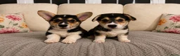 Welsh Corgi Pembroke dogs for sale: KC Registered Pembroke Welsh Corgi Puppies - Advert 1