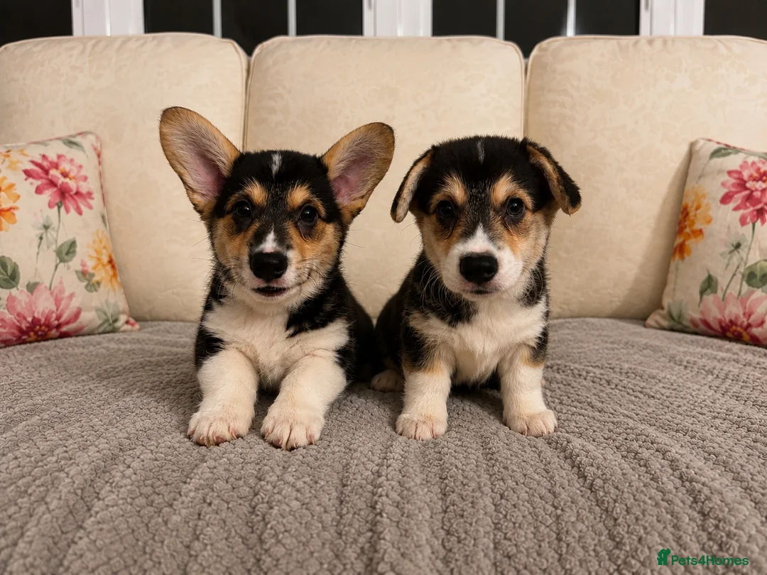 Welsh Corgi Pembroke dogs for sale: KC Registered Pembroke Welsh Corgi Puppies - Advert 1