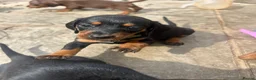 Miniature Dachshund dogs for sale: 3 left in Somerset, ready next week!  in Watchet - Advert 3
