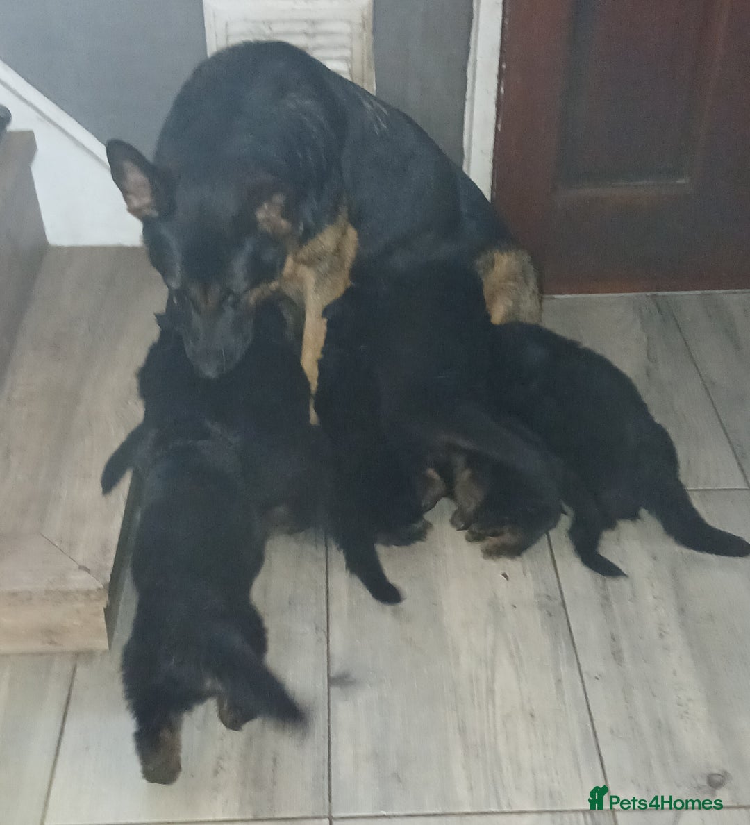 German Shepherd dogs for sale: Puppies - Image 5