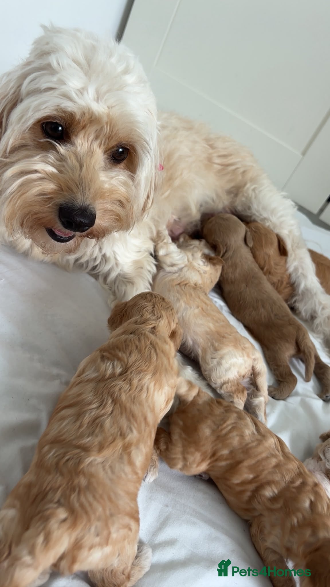 Mixed Breed dogs Cavapoochon puppies  - Advert 2