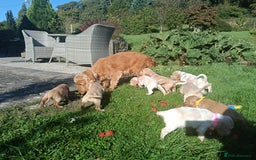 Cocker Spaniel dogs for sale: ❤️Adorable Quality Show Type Cocker Spaniels 🩵 - Image 3