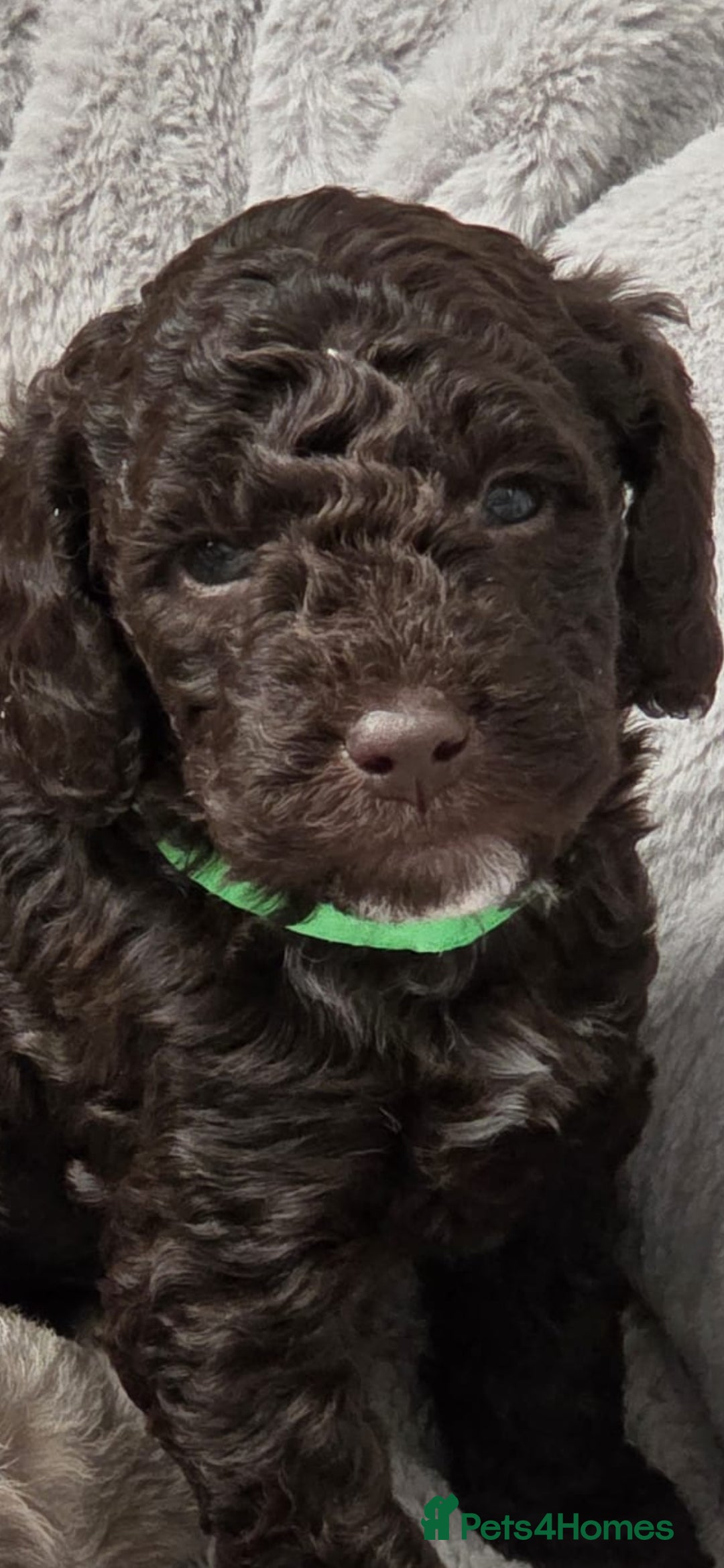 Cockapoo dogs for sale: Cockapoo Puppies - Advert 2