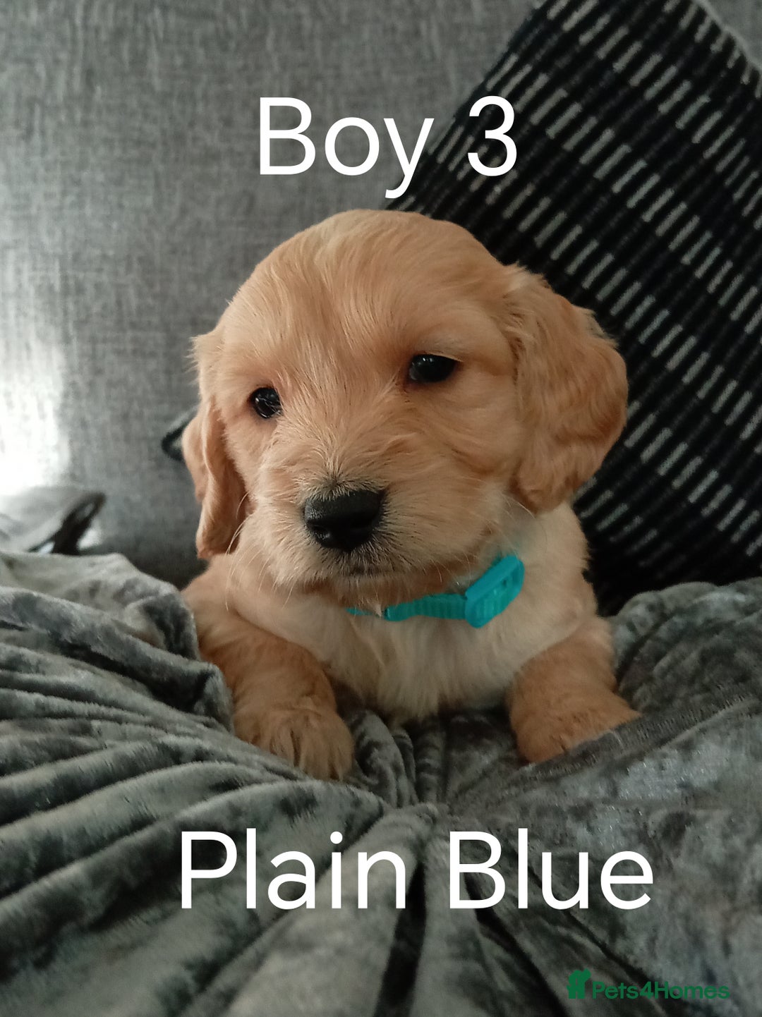 Cockapoo dogs for sale: 8 Beautiful Cockapoos puppies - Advert 29