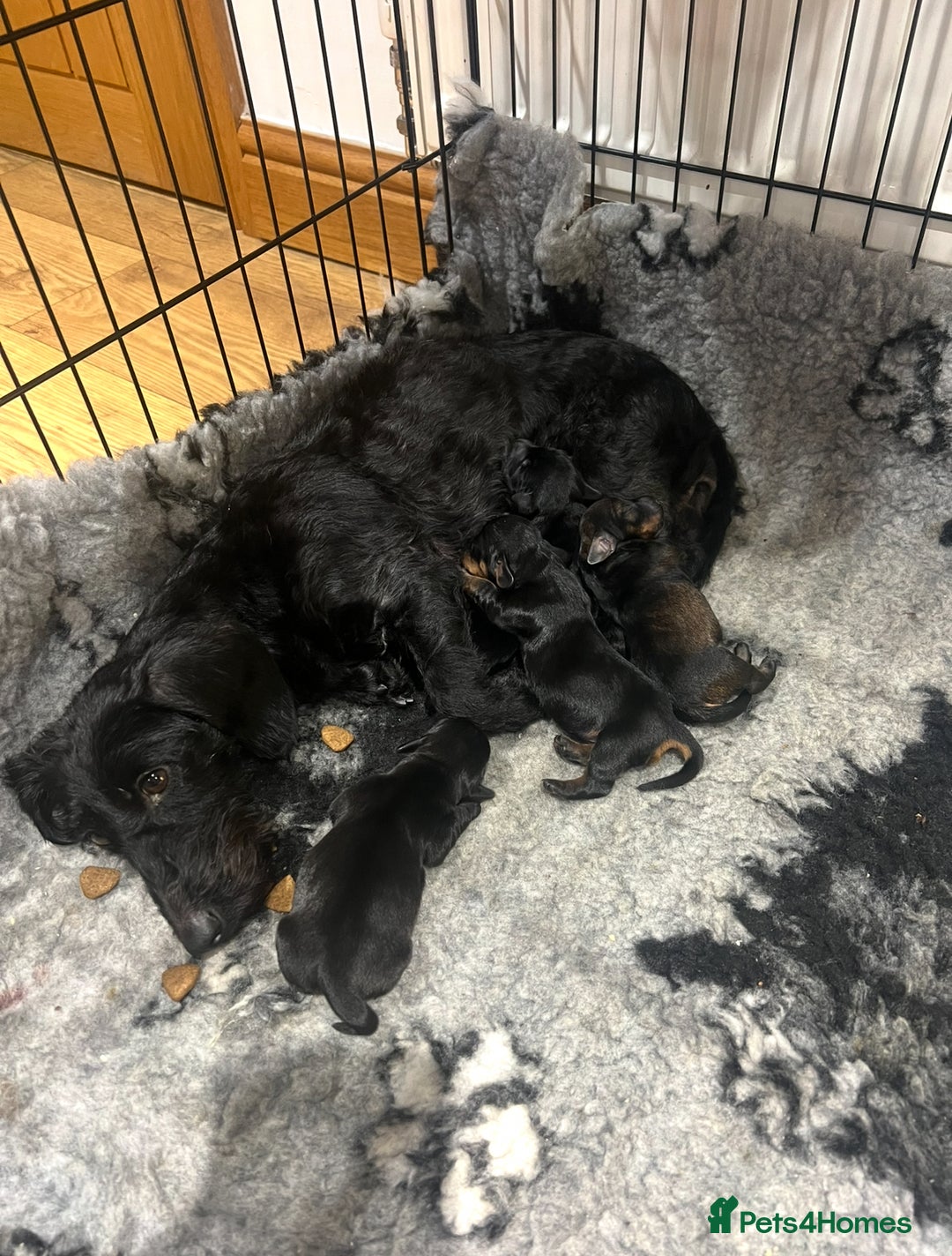 Miniature Dachshund dogs for sale: **Exceptionally well Raised Miniature Dachshunds** - Advert 4