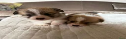 Welsh Corgi Pembroke dogs for sale: Pembroke Welsh Corgis ❤️2 Boys & 2 Tricolour Girls - Advert 3